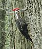 &quot;birding&quot; fun-pileated-ash-tree_170406b.jpg