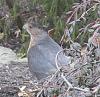 &quot;birding&quot; fun-180115_coopers_hawk_back_garden.jpg