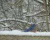 &quot;birding&quot; fun-180204_first_2018_bluebird.jpg