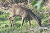 &quot;birding&quot; fun-171127_deer_conodoguinet_bottomland.png