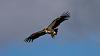 &quot;birding&quot; fun-vulture-4.jpg