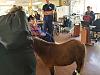 Therapy horse visit to a local nursing home-20181003_103105.jpg