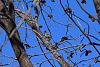 &quot;birding&quot; fun-2018-12-20-20341-20ladder-backed-20woodpecker-20dryobates-20scalaris-20-20female-xl.jpg