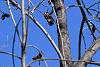 &quot;birding&quot; fun-2018-12-20-20346-20ladder-backed-20woodpecker-20dryobates-20scalaris-20-20male-xl.jpg