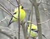 &quot;birding&quot; fun-181004_goldfinches-breedingplumage.jpg