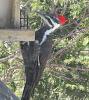 &quot;birding&quot; fun-180323_pileatedwoodpecker.jpg