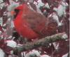 &quot;birding&quot; fun-cardinal01.jpg