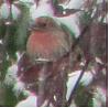 &quot;birding&quot; fun-housefinch01.jpg