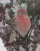 &quot;birding&quot; fun-housefinch02.jpg