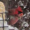 &quot;birding&quot; fun-cardinal03-housefinch03.jpg