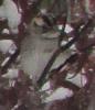 &quot;birding&quot; fun-white-throated-sparrow01.jpg