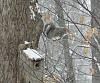 &quot;birding&quot; fun-190220_squirrel.jpg