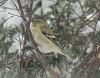 &quot;birding&quot; fun-190220_goldfinch.jpg