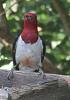 &quot;birding&quot; fun-red-headed_woodpecker_back_garden_190716.jpg