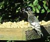 &quot;birding&quot; fun-bird_sp-unk_and_common_grackle_back_garden_190724.jpg