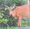 &quot;birding&quot; fun-whitetail_deer_back_garden_190720a.jpg