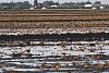 &quot;birding&quot; fun-2015-04-17-tulare-ca-flooded-field-2.jpg