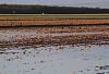 &quot;birding&quot; fun-2015-04-17-tulare-ca-flooded-field-3.jpg