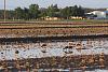 &quot;birding&quot; fun-2015-04-17-tulare-ca-flooded-field-4.jpg