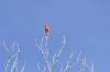 &quot;birding&quot; fun-2019-05-12-20northern-20cardinal-20-28cardinalis-20cardinalis-29-20male-xl.jpg