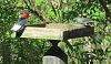 &quot;birding&quot; fun-200404_redhead-catbird.jpg