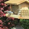 &quot;birding&quot; fun-200503a_white-breasted-nuthatch.jpg