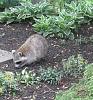 &quot;birding&quot; fun-200517_racoon.jpg