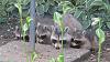 &quot;birding&quot; fun-200621_racoon_family.jpg