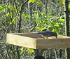 &quot;birding&quot; fun-201104_bluebird.jpg