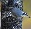 &quot;birding&quot; fun-dsc_0410.jpg