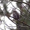 &quot;birding&quot; fun-pygmyowl2.jpg