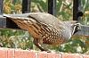 &quot;birding&quot; fun-quail-3-22-21.jpg