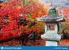 Trees in the flowerpots-close-up-view-traditional-stone-lantern-fiery-maple-trees-japanese-garden-kyoto-japan-autumn-sce.jpg