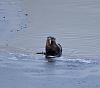 &quot;birding&quot; fun-otter1.jpg