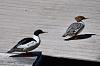 &quot;birding&quot; fun-merg-pair.jpg