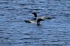 &quot;birding&quot; fun-loon-pair-close1.jpg