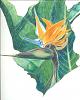 Art, books, plastic-zart-bird-paradise-1.jpg