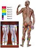 Human anatomy-leg-muscles-basic-moebius-form-small-.jpg