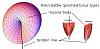 Human anatomy-kb-pinched-torus-muscle-form.jpg