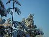 Mayflower Galleon 1:100 (The pilgrims journey)-trees_in_snow.jpg