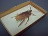 A cockroach in a specimen box-cockroach.jpg