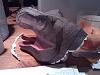 Tyrannosaurus Rex by Alejandr0-htc-hd7_000087.jpg