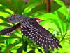 Lesser Spotted Woodpecker-flight-1.jpg