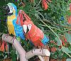 THE BIRDS (all things bird model related!)-2macaws1.jpg