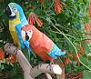 THE BIRDS (all things bird model related!)-2macaws2.jpg