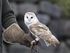 Barn Owl 1/1-110711164559-large.jpg