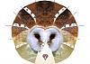 Barn Owl 1/1-testa-disco-facciale.jpg