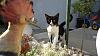 For the Cats-dsc00931.jpg