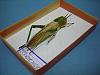 A grasshopper-dscn1667.jpg