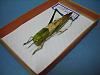 A grasshopper-dscn1669.jpg